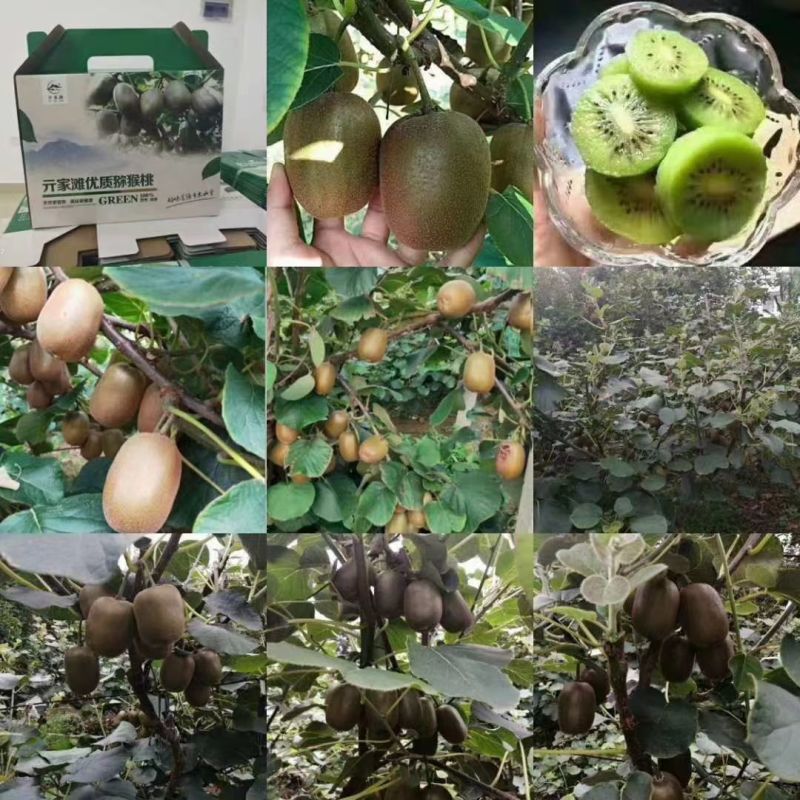 山东泰安市泰山一号弥猴桃