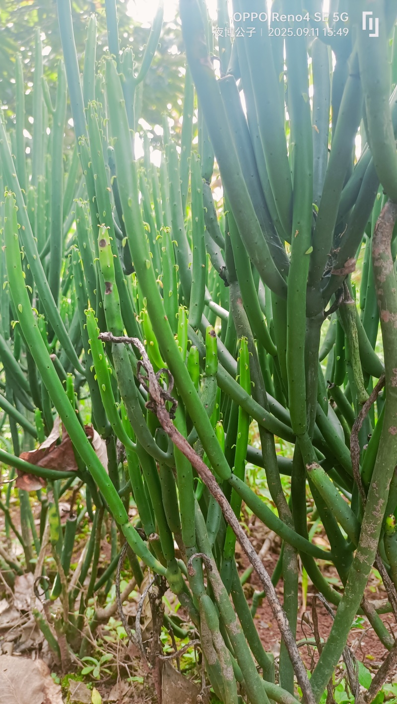 多肉植物绿玉树