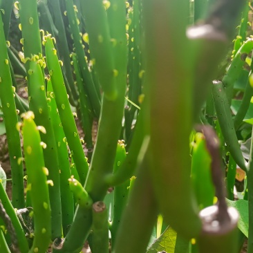 多肉植物绿玉树