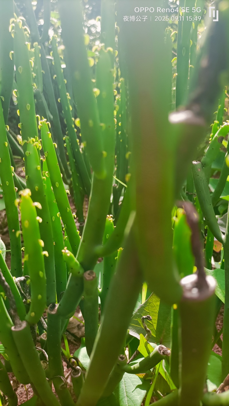 多肉植物绿玉树