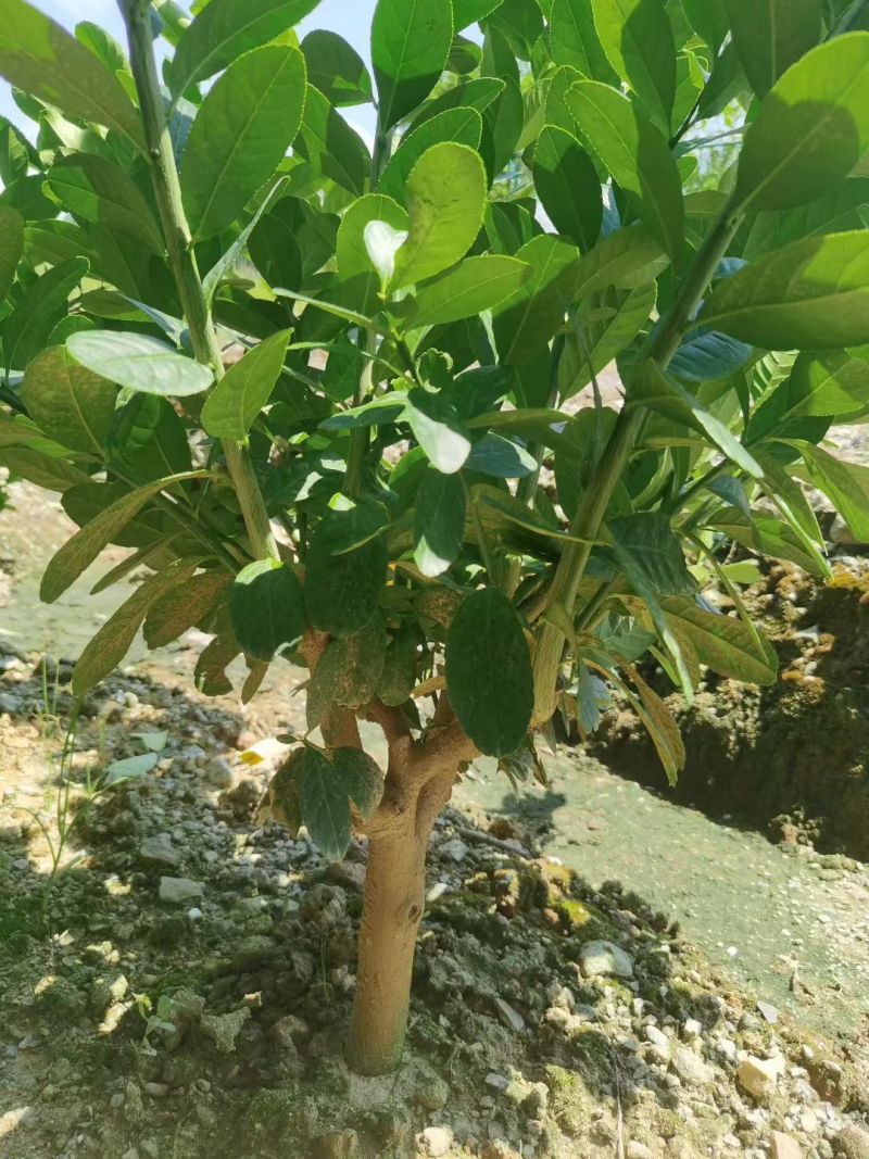 精品柠檬叶