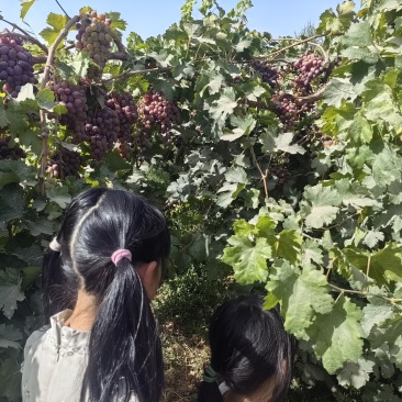 新疆葡萄