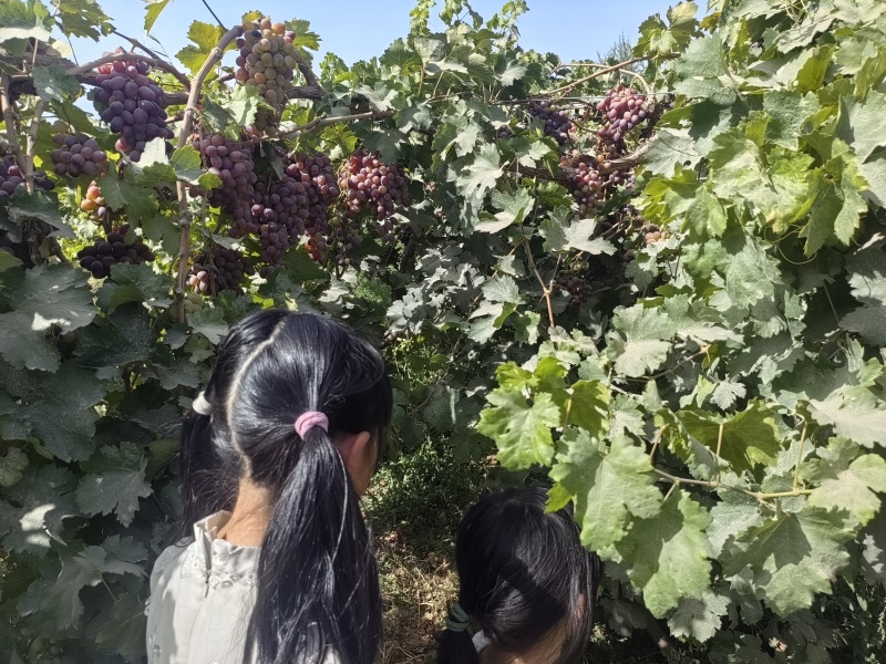 新疆葡萄