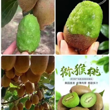 陕西西安周至翠香猕猴桃