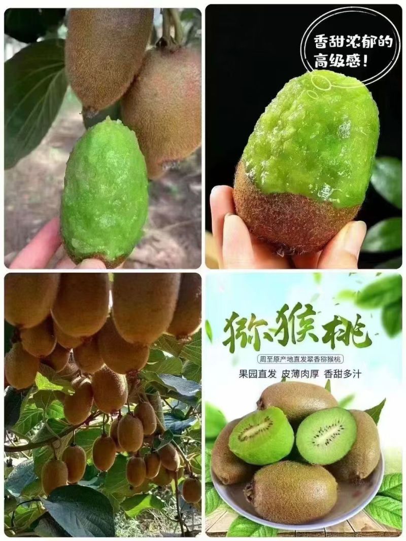 陕西西安周至翠香猕猴桃