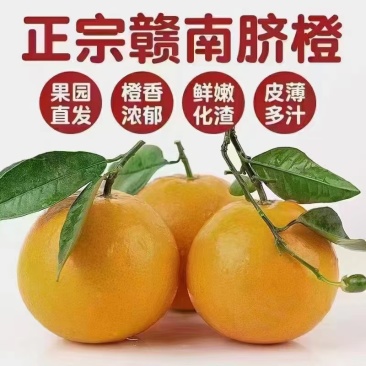 江西赣州信丰:赣南脐橙