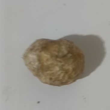 羊宝