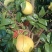 三红柚通货