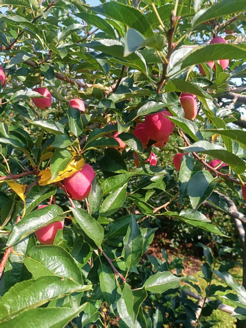 鸡心果口感好耐人寻味