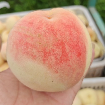 水蜜桃
