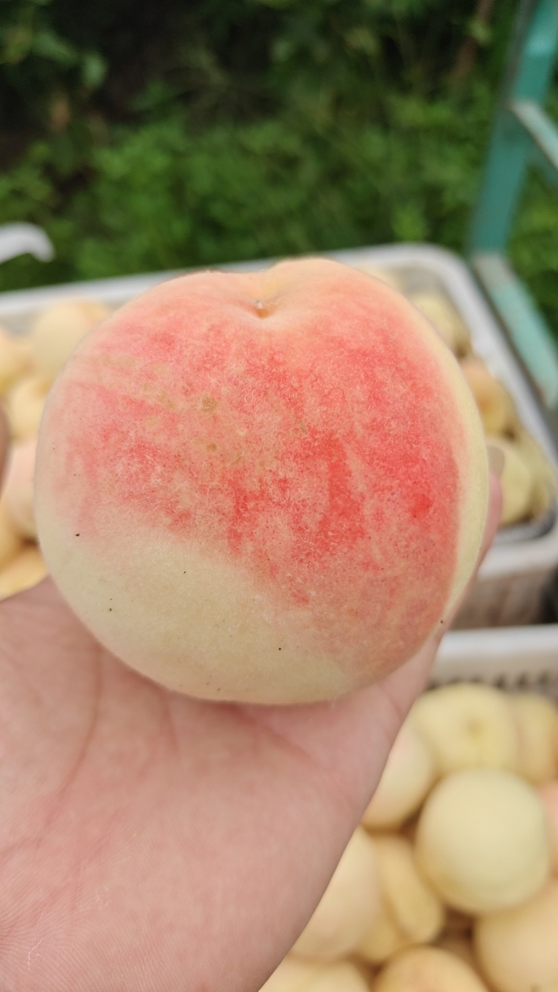 水蜜桃