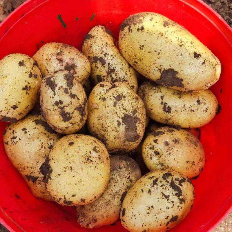 新土豆上市