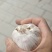 现有一万多斤大蒜出售