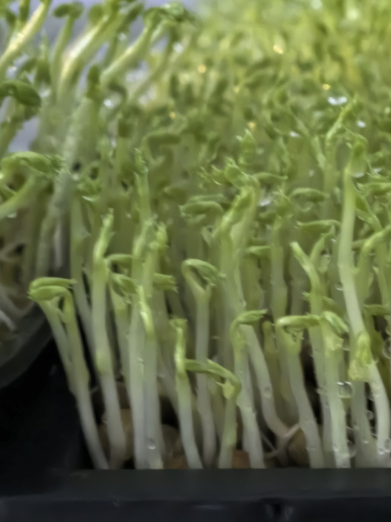 麻豌豆加拿大一号