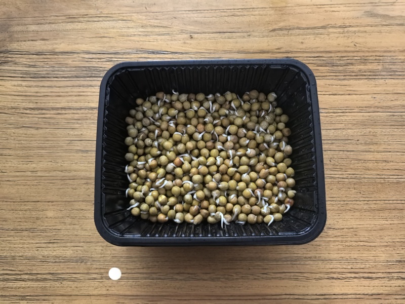 麻豌豆加拿大一号
