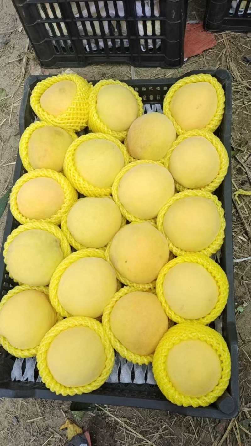 河北黄桃