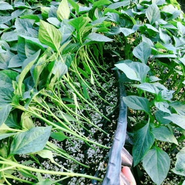 优质辣椒苗尖椒苗螺丝椒苗线椒苗薄皮椒苗穴盘苗带土发