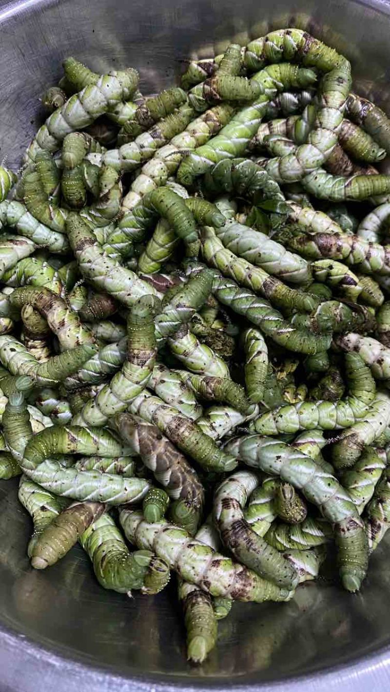 沂蒙山野生荆蚕