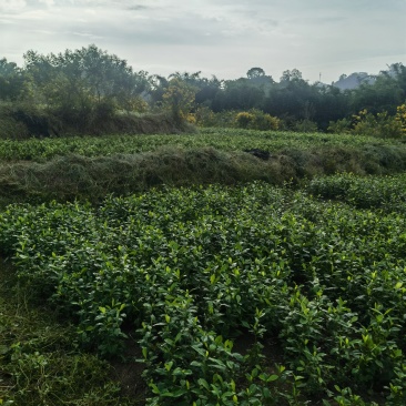 黄栀子苗/药栀子基地自产自销