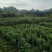 黄栀子苗/药栀子基地自产自销