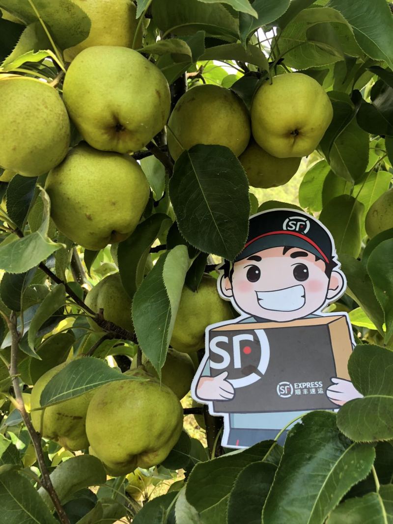 云南大理宾川古树蜂糖梨礼盒批发/电商一件代发