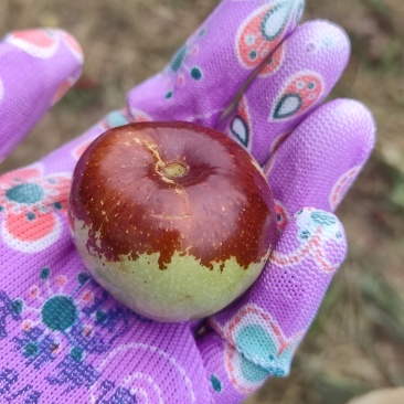 山西芮城屯屯枣(来自中国乌枣之乡)制作乌枣的原料