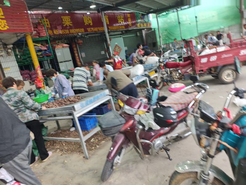 板栗上市欢迎新老客户前来洽谈合作通货