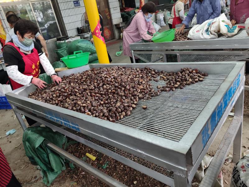 板栗上市欢迎新老客户前来洽谈合作通货