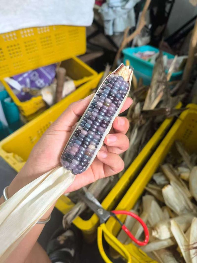 广东佛山文玩玉米