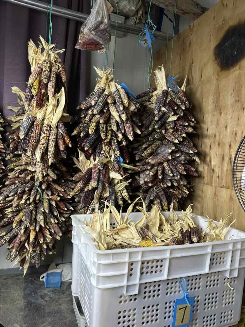 广东佛山文玩玉米