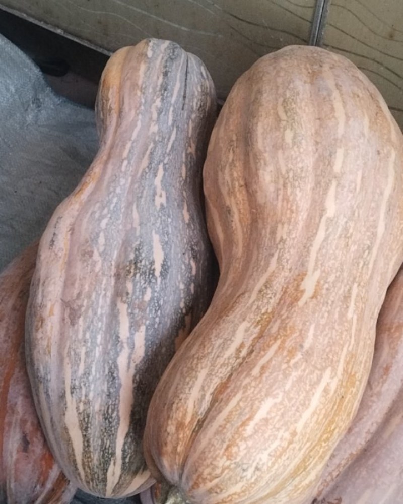 蜜本南瓜