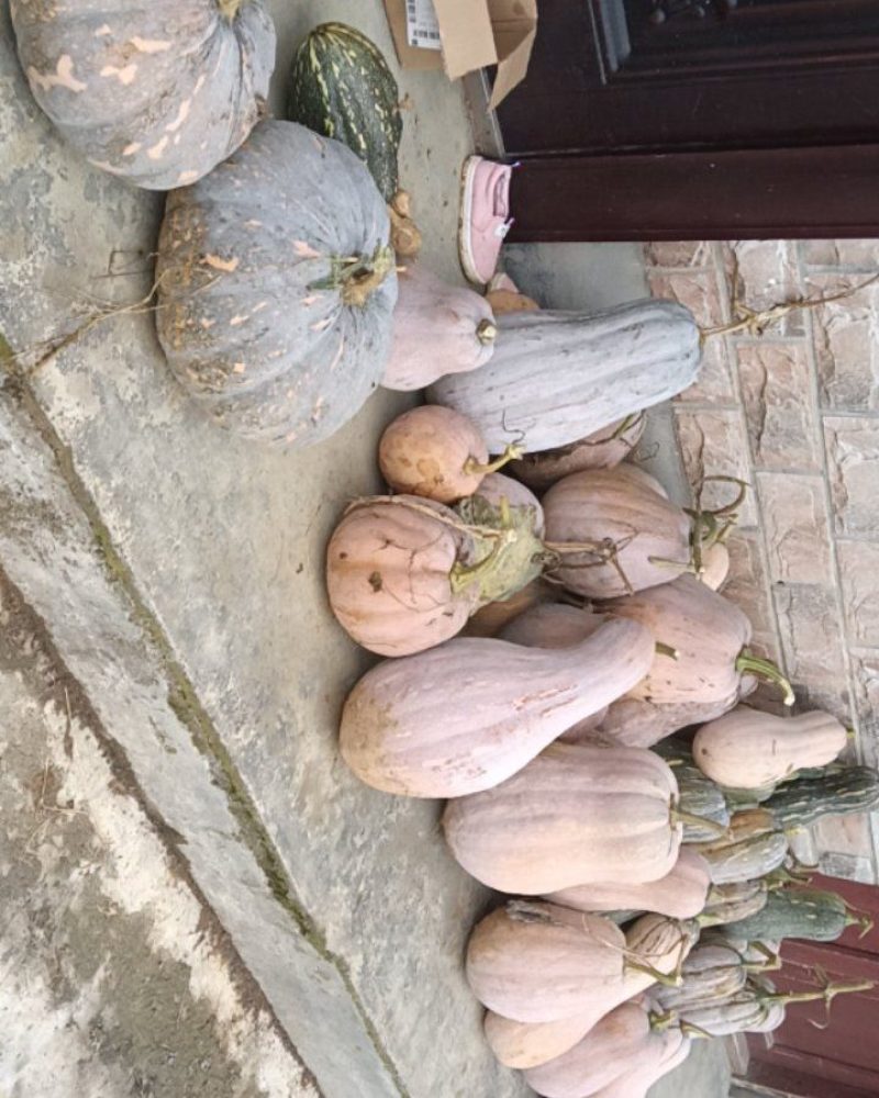 老南瓜
