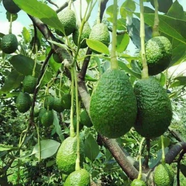 哈斯牛油果