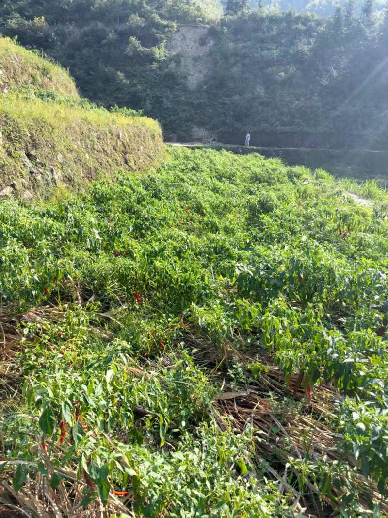 浙江开化高山农副产品