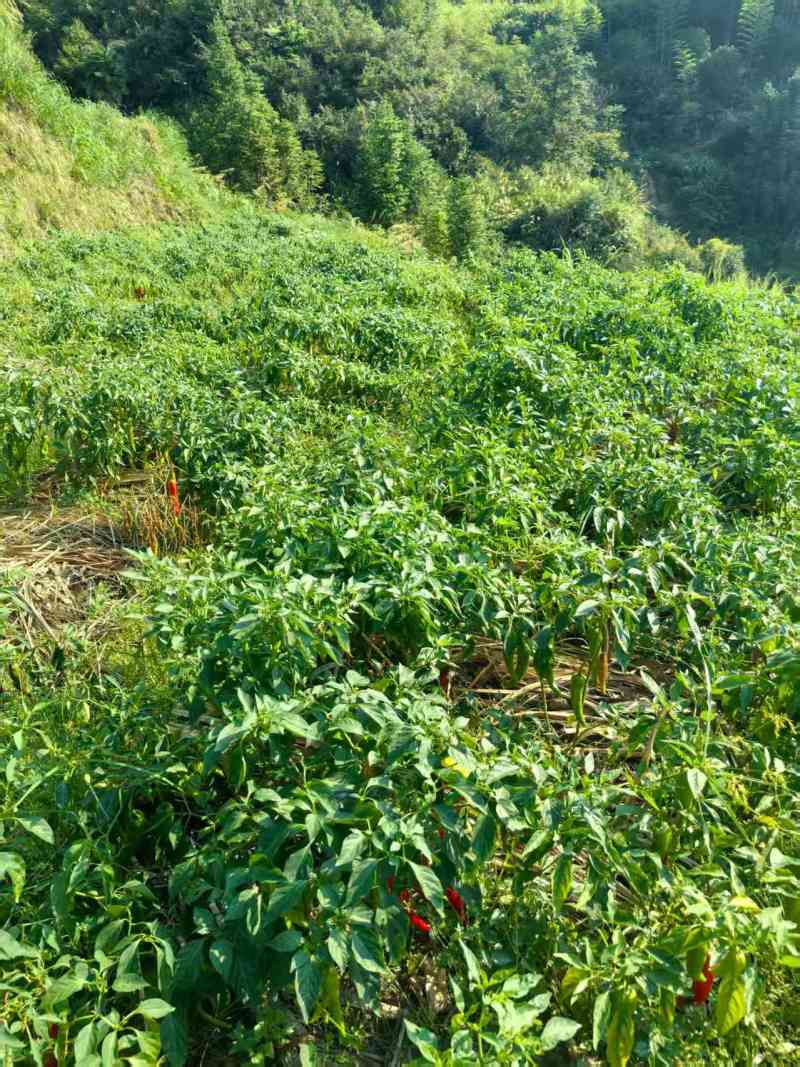 浙江开化高山农副产品