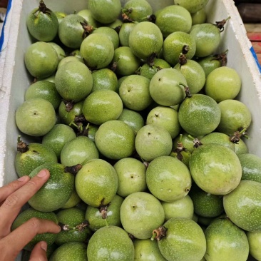钦密9号黄金百香果