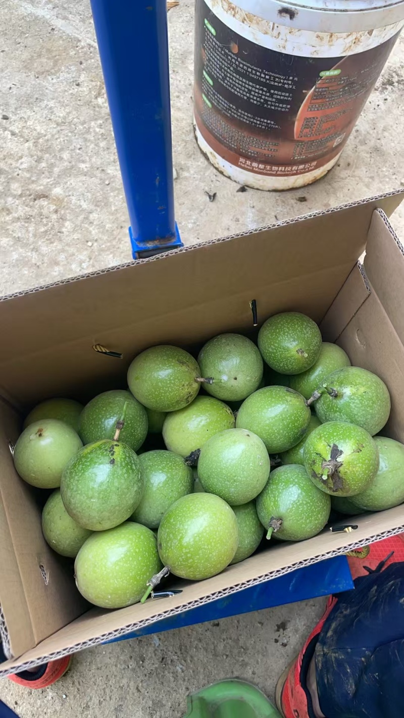 钦密9号黄金百香果