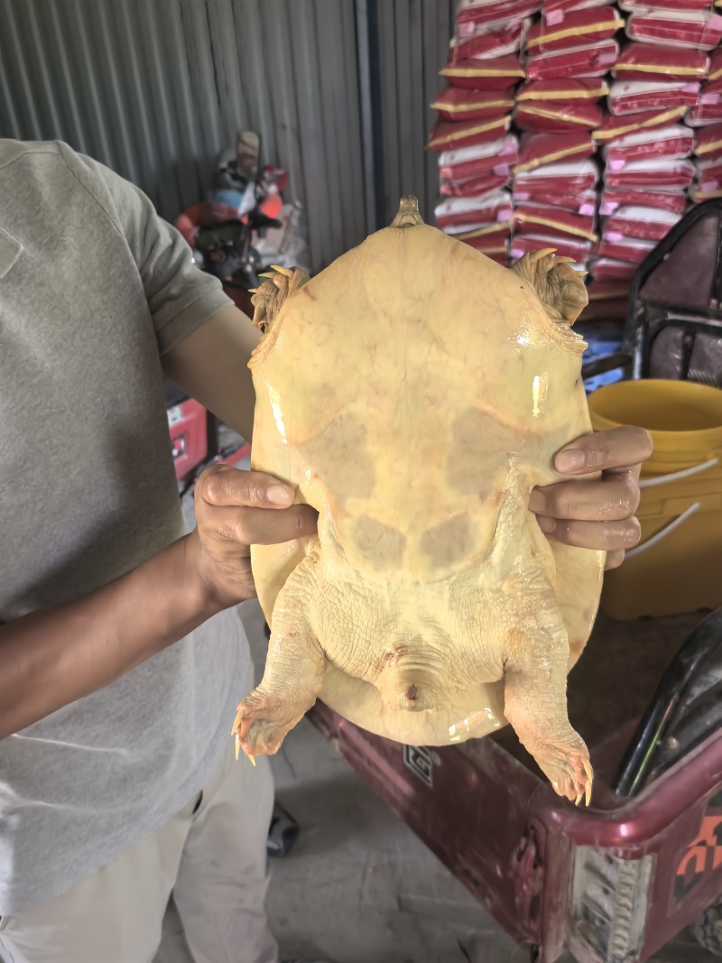 阳光棚甲鱼