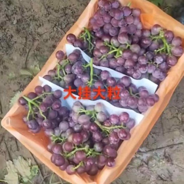 河北葡萄基地代办
