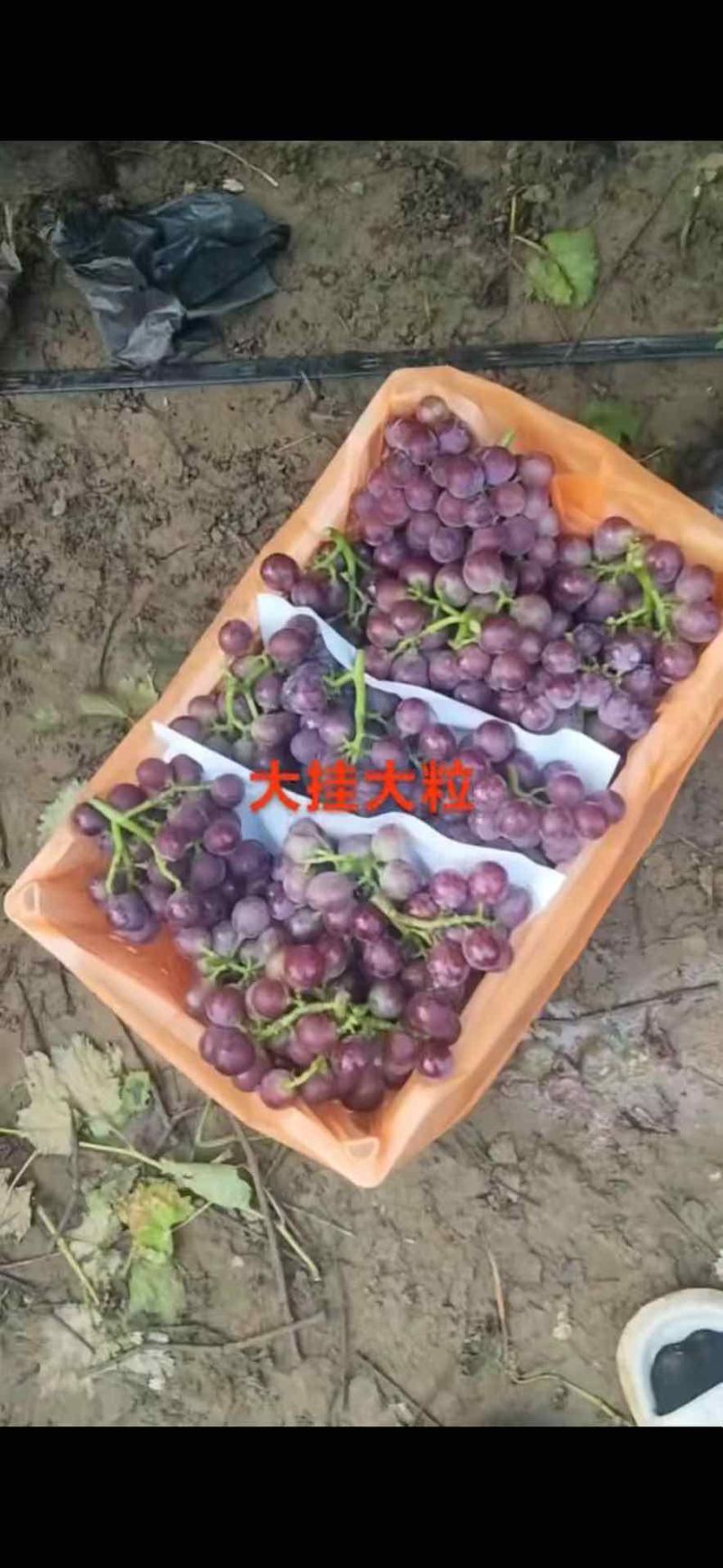 河北葡萄基地代办