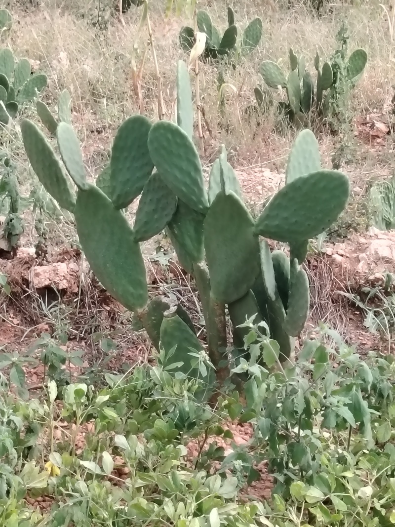宝塔食用仙人掌种苗
