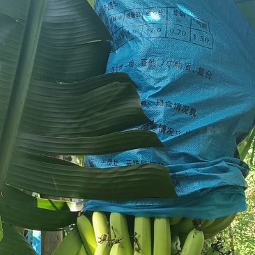 湛江香蕉