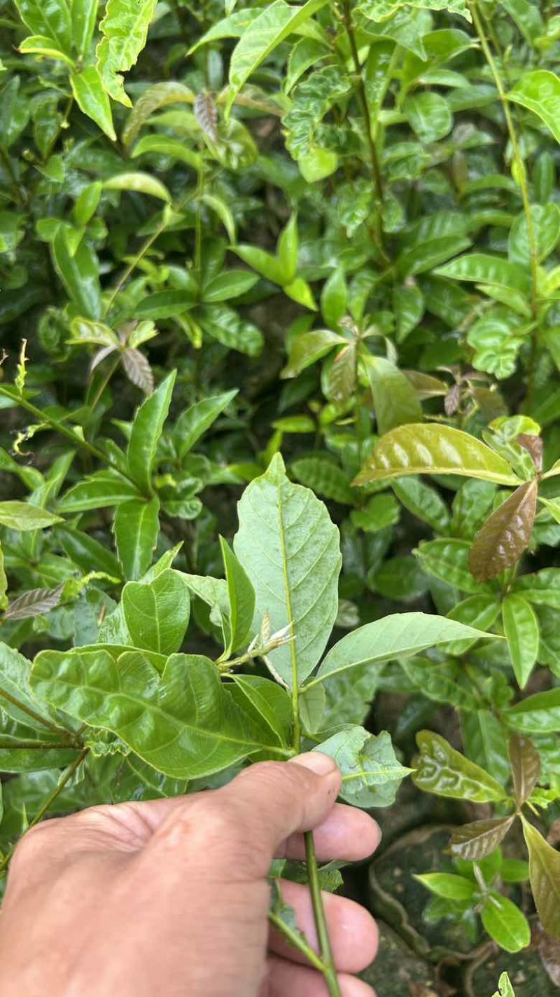 青冈栎