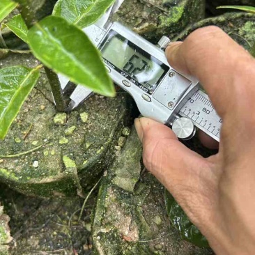 青冈栎