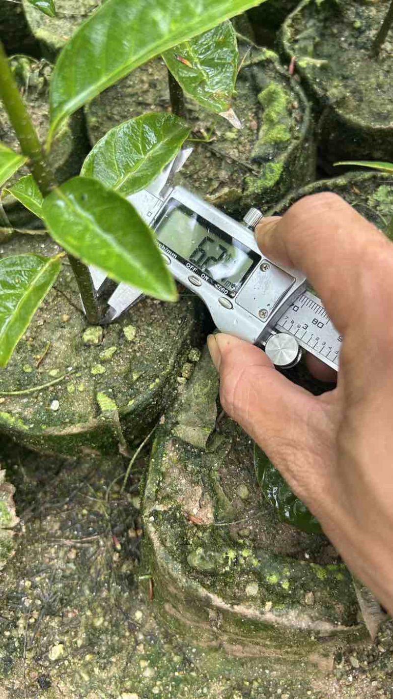 青冈栎