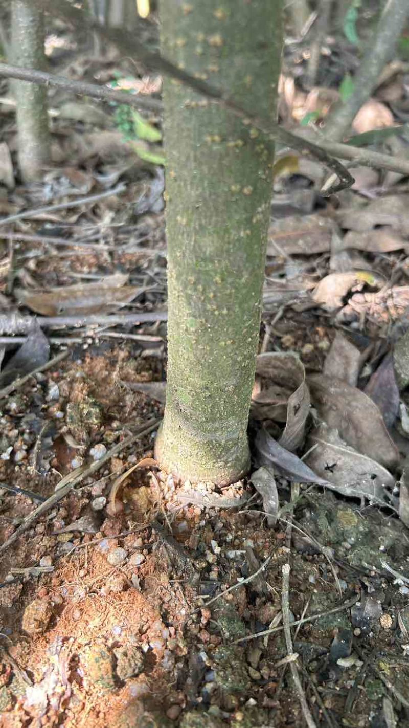 基地木荷地径3公分