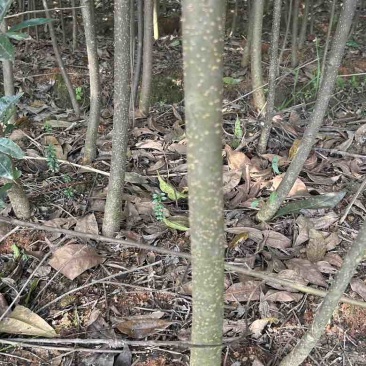 基地木荷地径3公分