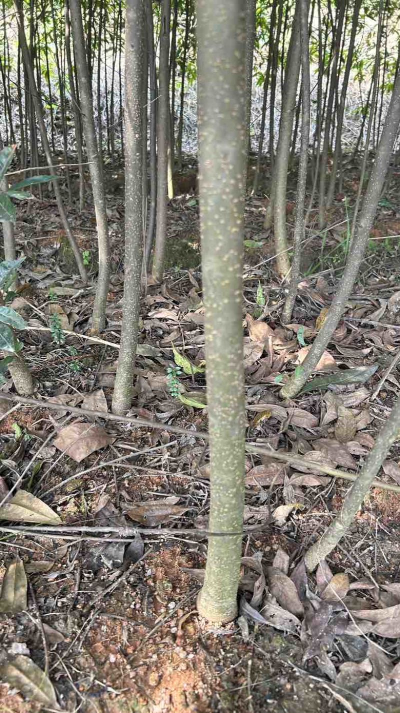 基地木荷地径3公分