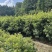 基地木荷地径3公分