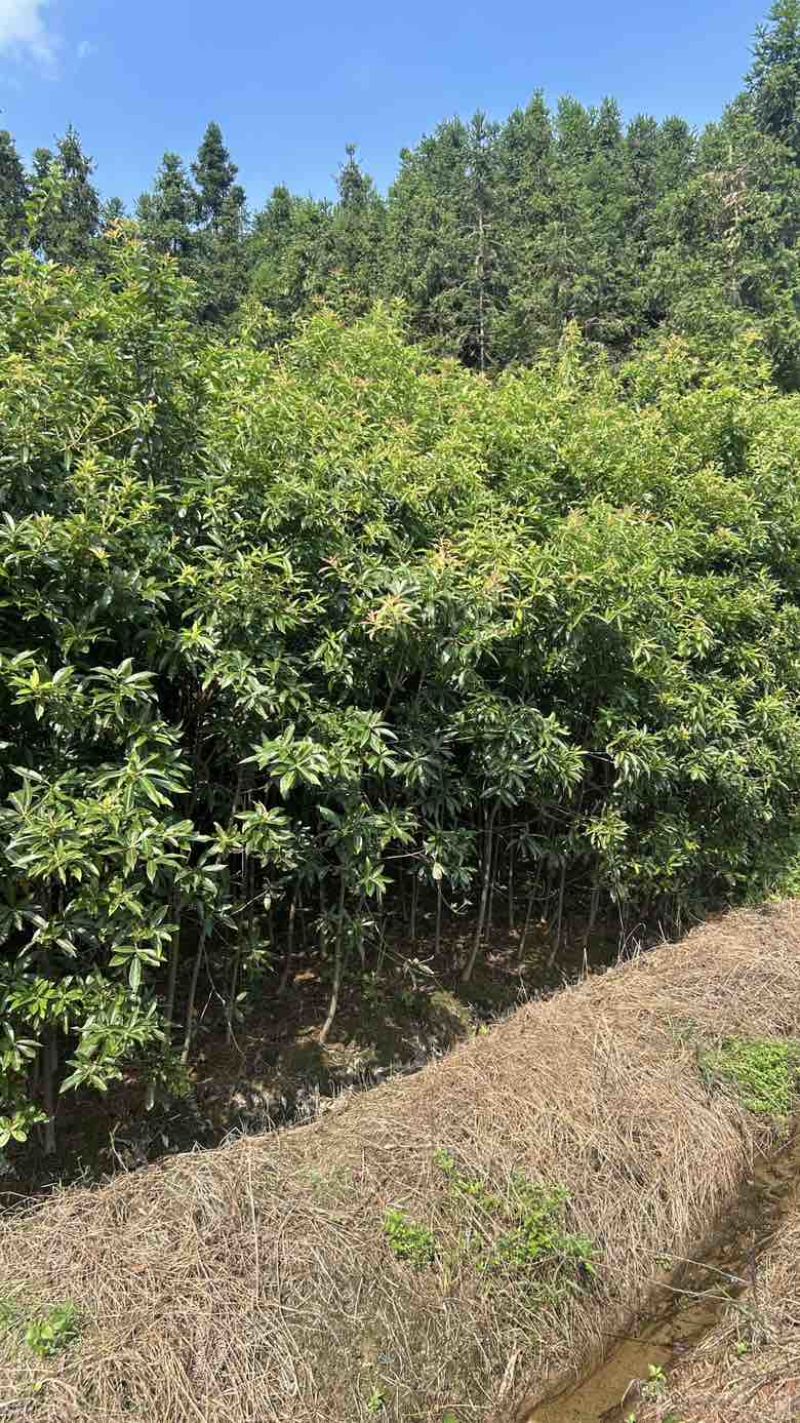 基地木荷地径3公分